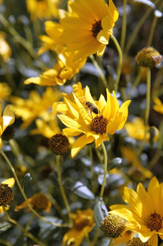 Gelbe Blüten mit einer Biene